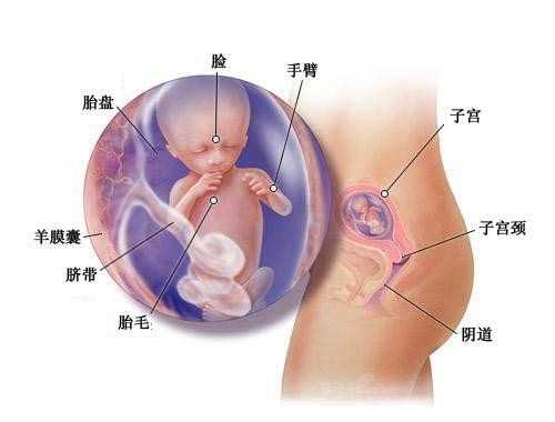 多囊卵巢综合症的最佳治疗方法！_福婴国际助孕