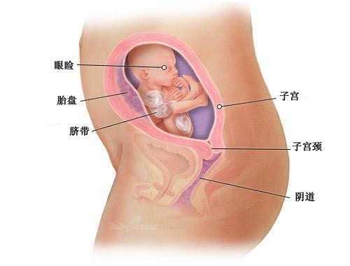 上海供卵子机构_试管婴儿对体重有要求吗？怎么合理控制体重？ 
